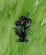 Wild Onion(plant).jpg