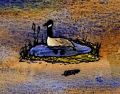 Canada Goose Pond(swimming, feather).jpg