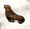 Antarctic Fur Seal.jpg