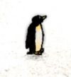 Penguin.jpg